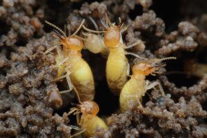 Formosan Termite Swarm