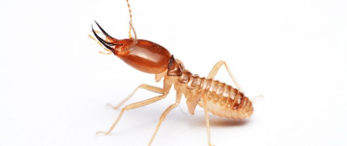 Termite Prevention & Advice