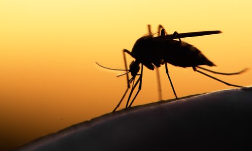 Spring Mosquito Prevention Tips In New Orleans
