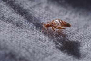new orleans bed bug removal