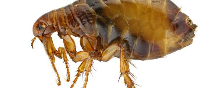 Flea Prevention Tips