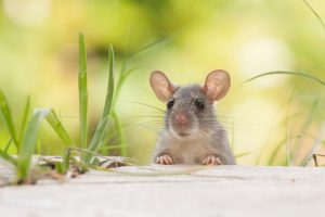 preventing rodents from entering your home