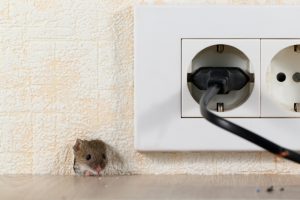 mouse crawling through hole