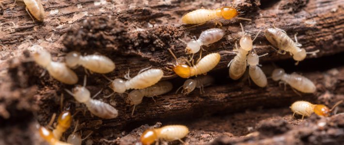 Protect Your Home Against Termites!