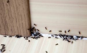 ants under a door