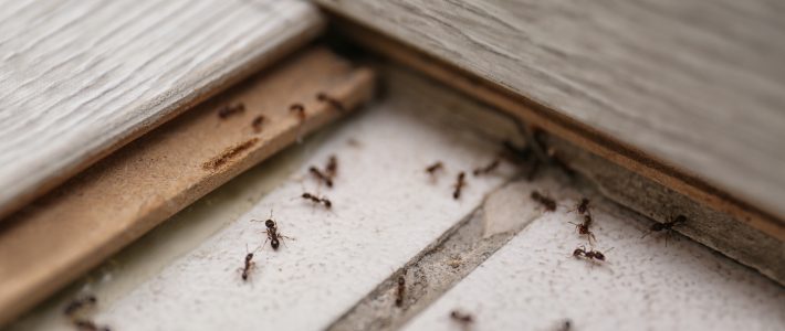 How To Keep Ants Out Of Your House