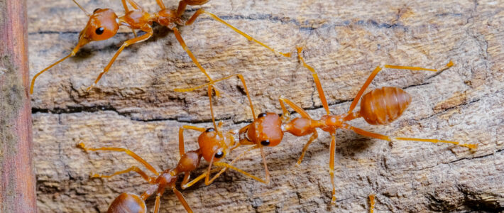 How To Identify & Treat A Fire Ant Infestation