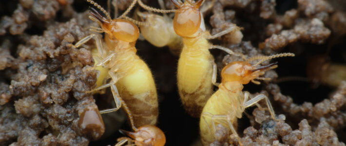 Formosan Termite Swarming Season In New Orleans