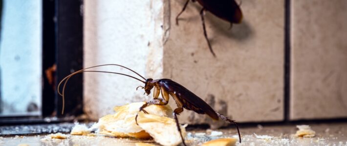 Tips For Keeping Pests Out Of Your Apartment