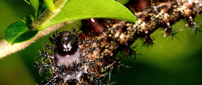 What Is A Buck Moth Caterpillar?