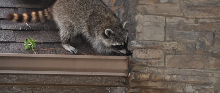 Tips On Keeping Raccoons Away From Your Home