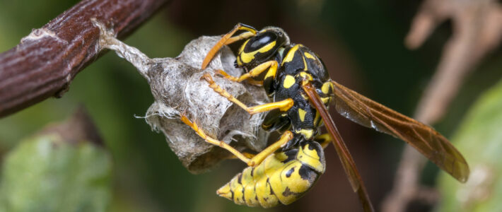 What Are The Differences Between Paper Wasps & Hornets?