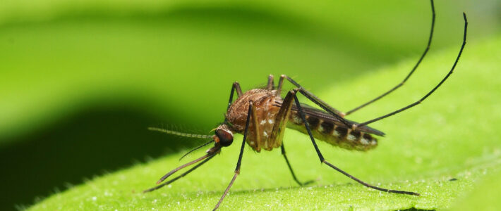 Summer 2023: Tips For Mosquito Prevention In New Orleans