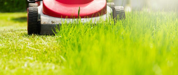 How To Maintain Your Yard & Prevent Insect Infestations This Summer
