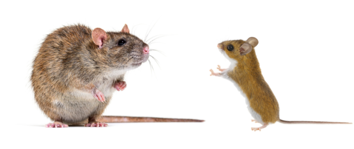 Most Common Types Of Mice & Rats In Louisiana