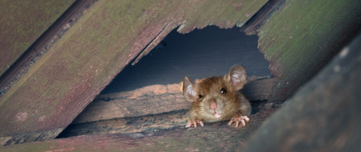 How To Prevent Rodent Infestations In Your Home