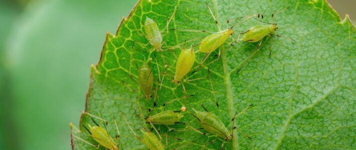 Pests That Can Negatively Affect Your Lawn & Garden