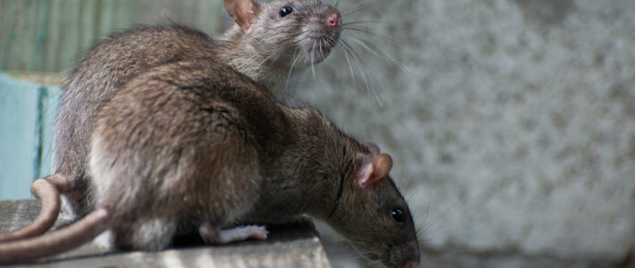 Rat Prevention Tips for Home & Business Owners in New Orleans