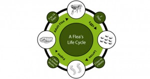 flea life cycle
