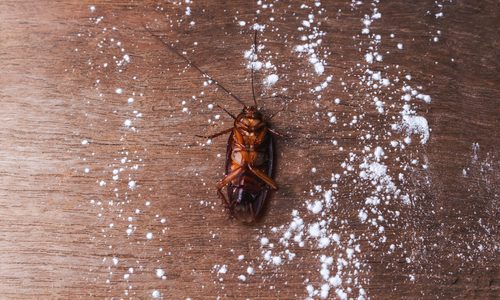 Answers to Common Pest Control Questions