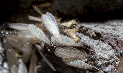 Swarming Termites FAQ