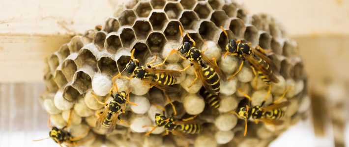 How to Prevent Wasp Nests on Your Louisiana Property