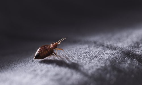 Bed Bug FAQ