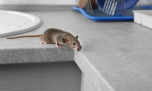5 Signs You Have a Mice Infestation Problem