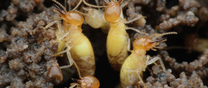 The Swarm: Formosan Termites