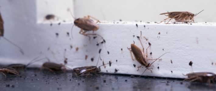 Autumn Cockroach Prevention Tips