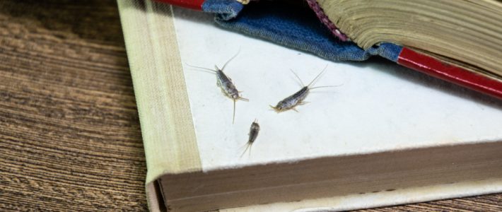 Tips To Reduce & Remove Silverfish From Your Home