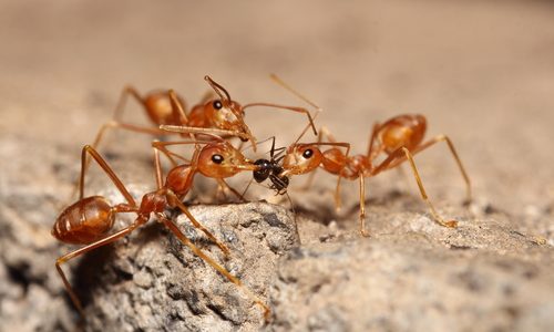 Invasive Species Alert: Imported Red Fire Ants