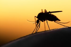 new orleans mosquito prevention tips
