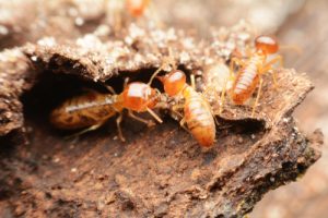 new orleans termites