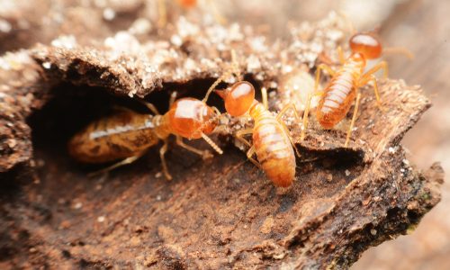 Taking Care Of Termites This Spring