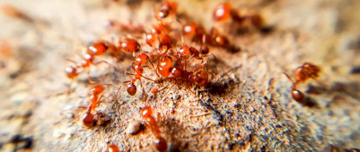 Red Imported Fire Ants in New Orleans