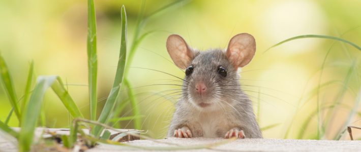 Preventing Rodents From Entering Your Home