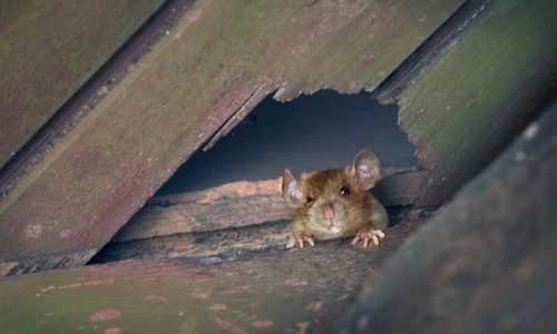 Detecting & Removing Rodents From Your Home