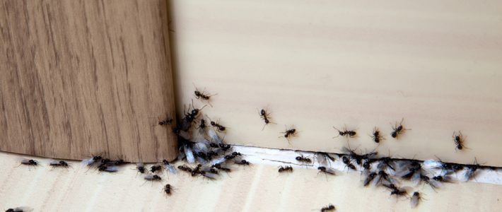 Ant Management Tips to Use This Summer