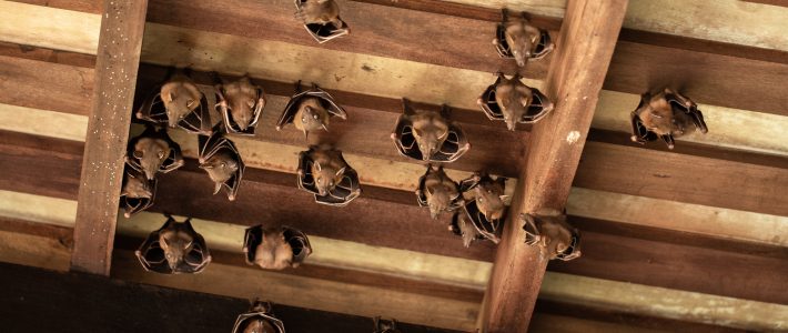 Dealing With Bats In Your Home