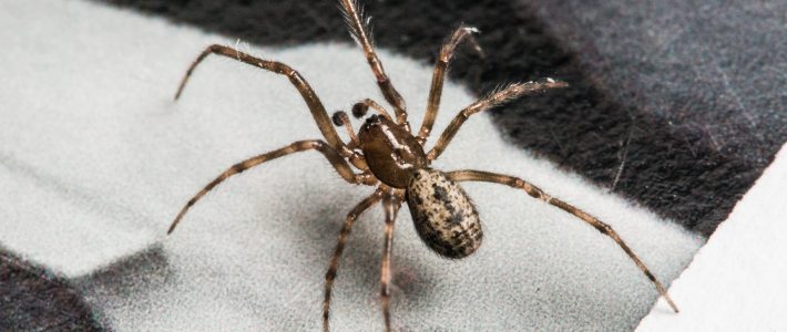 Tips On Getting Spiders Out Of Your Home