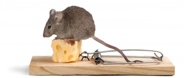 How To Remove Rodents From Your Home