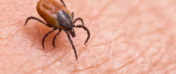 Removing Fleas and Ticks From Your Home