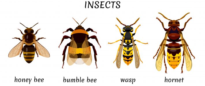 The Differences Between Bees, Wasps, and Hornets