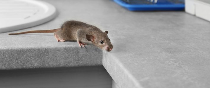 How To Identify A Mouse Infestation In Your Home