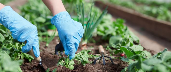 How To Protect Your Garden From Pests