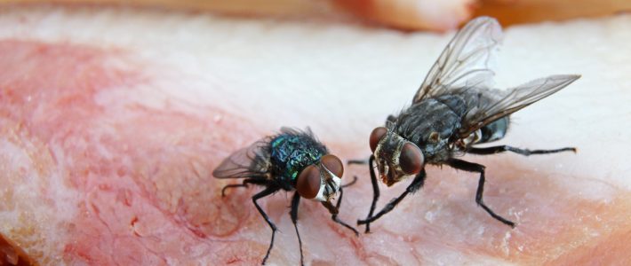 Tips On Dealing With A House Fly Infestation