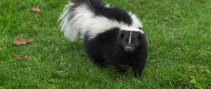 Signs That Skunks May Be Living On Your Property