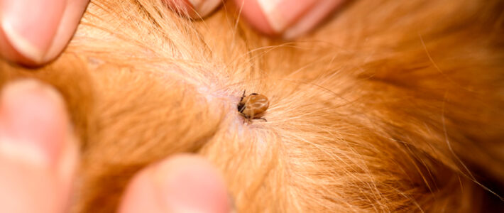 What’s the Difference Between Fleas & Ticks?