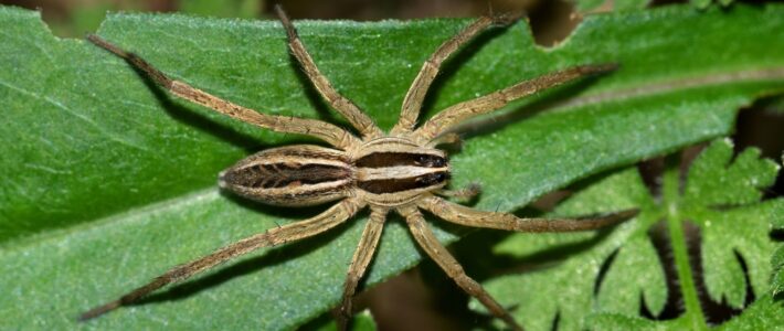 Six Of The Most Common Spiders In Louisiana